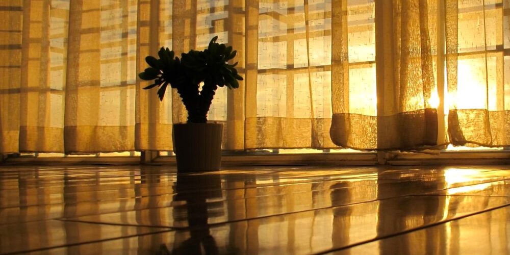 Pokój. Na podłodze roślina w doniczce. Poranne światło. Nadzieja.