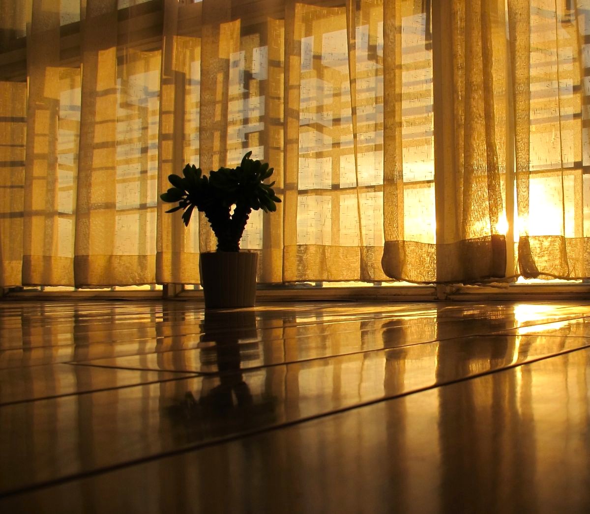 Pokój. Na podłodze roślina w doniczce. Poranne światło. Nadzieja.